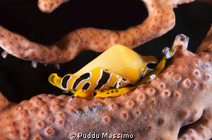 yellow shell nikon d2x 60mm micro by Puddu Massimo 